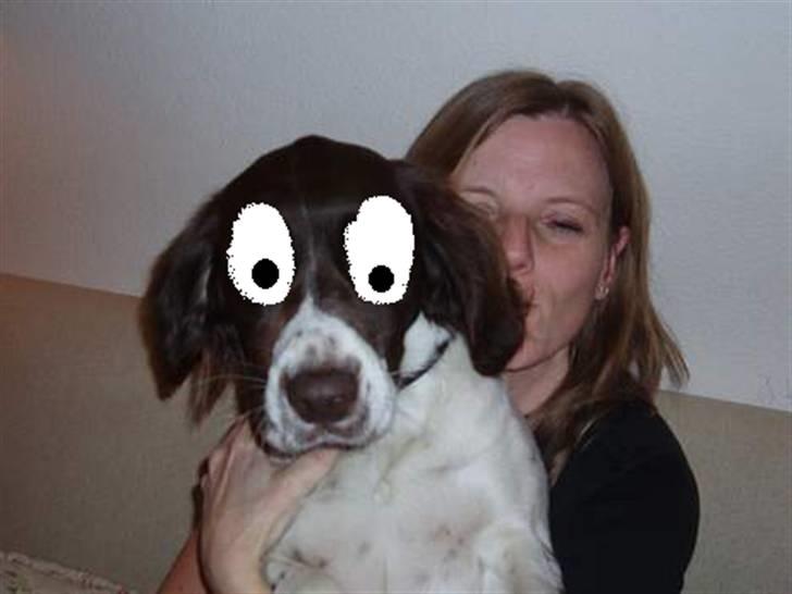 Drentsche patrijshond molly - jeg kigger med STORE øjne billede 20