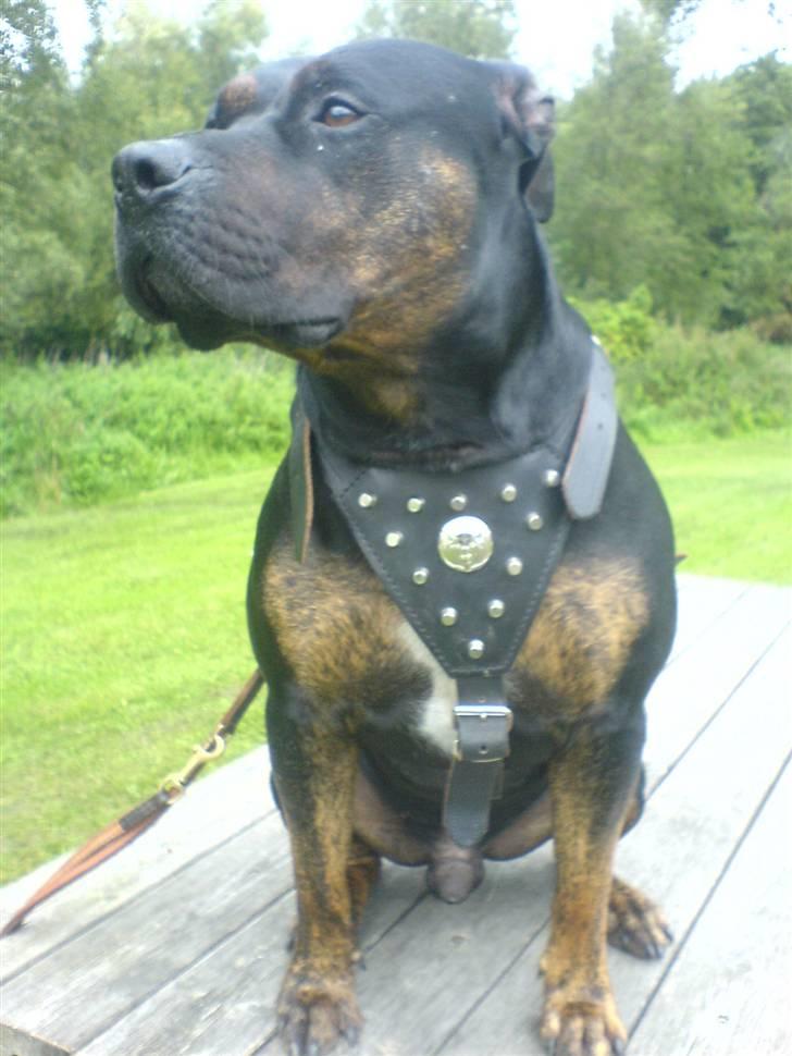Amerikansk staffordshire terrier THOR billede 1