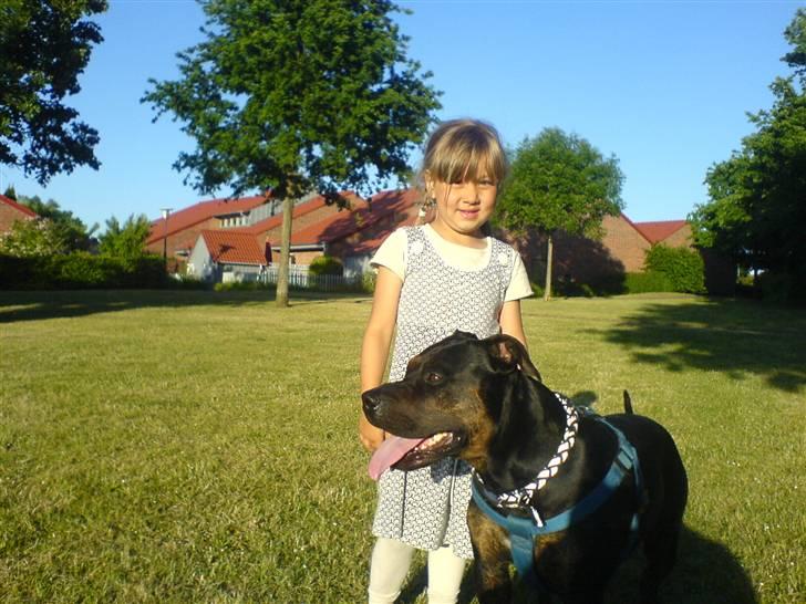 Amerikansk staffordshire terrier THOR - selina & thor billede 2