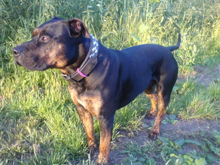 Amerikansk staffordshire terrier THOR billede 4