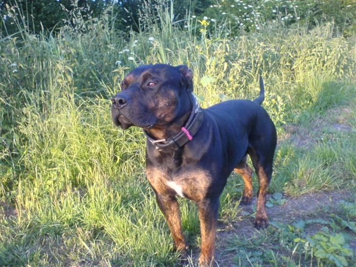 Amerikansk staffordshire terrier THOR billede 5