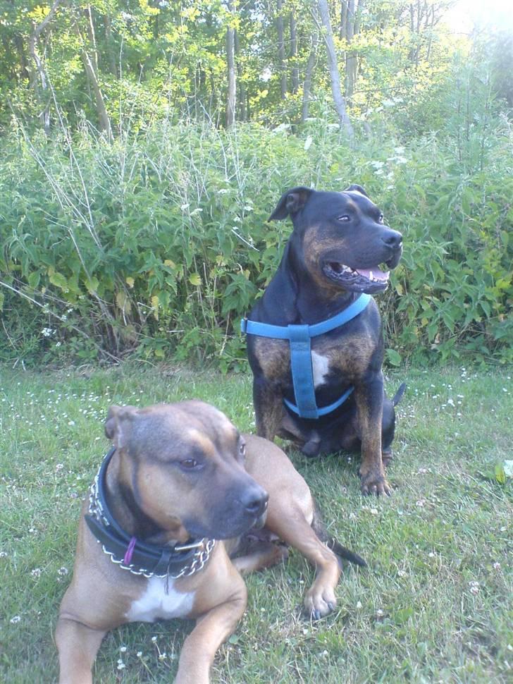 Amerikansk staffordshire terrier THOR - Thor & hans mor Gypsi  billede 6