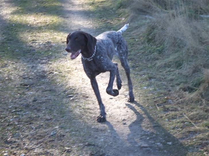 Korthåret hønsehund Zitta billede 10