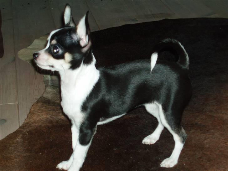 Chihuahua Nynne  - Står jeg ikke fint billede 6