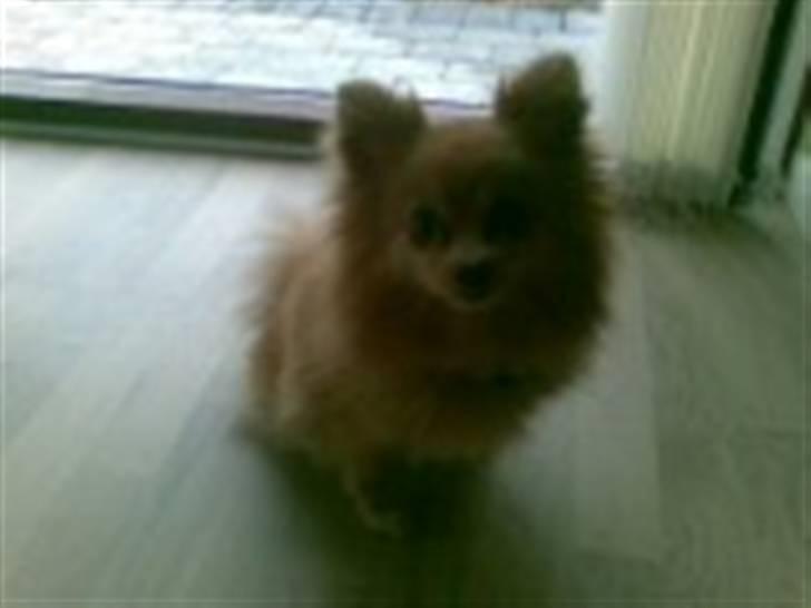 Pomeranian ziggi billede 7