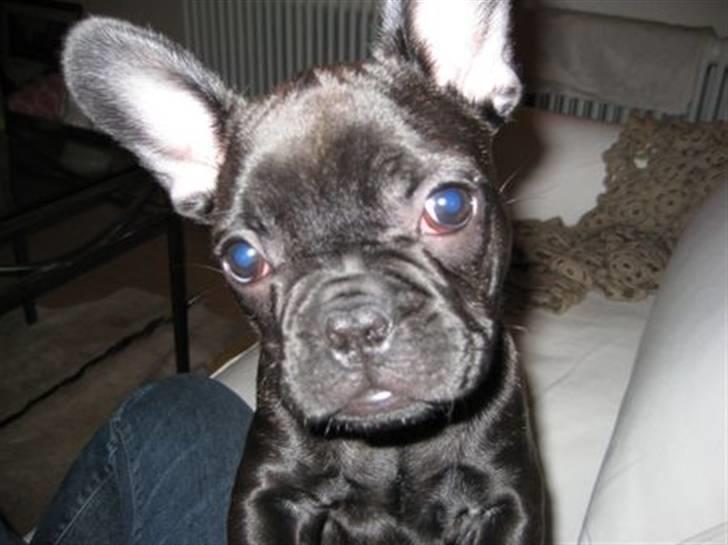 Fransk bulldog Tarzan - Smukke Tarzan 10 uger billede 1