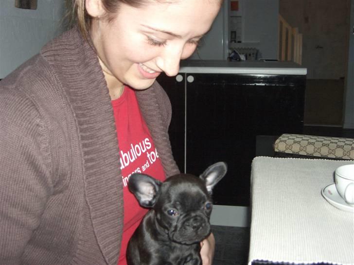 Fransk bulldog Tarzan - Tarzan 6 uger stadig hos hans hunde mor billede 2