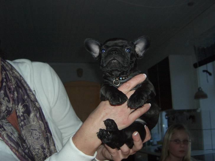 Fransk bulldog Tarzan - Tarzan 6 uger billede 3