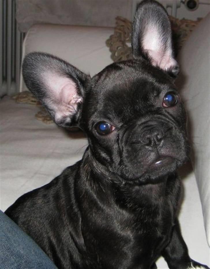 Fransk bulldog Tarzan billede 4