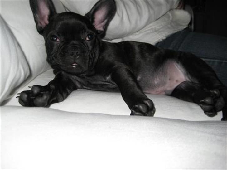 Fransk bulldog Tarzan - jeg sover, lad mig være... billede 5