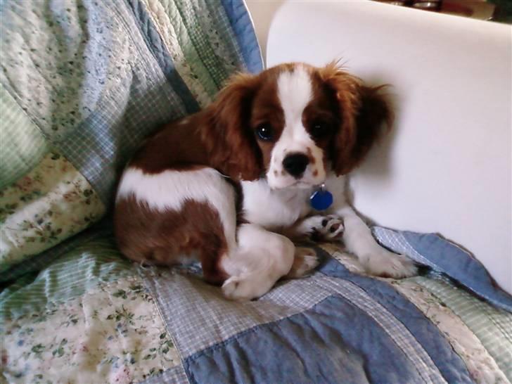 Cavalier king charles spaniel Chester billede 19