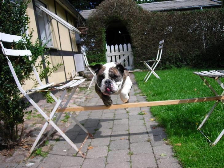 Engelsk bulldog Prinsesse Freja - *NYT* springer billede 20