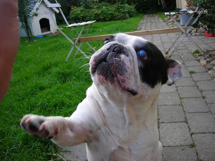 Fransk bulldog Prins Freddy R.I.P - *NYT* giver pote billede 19