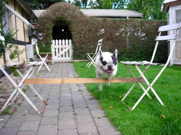 Fransk bulldog Prins Freddy R.I.P - *NYT* springer ! billede 20