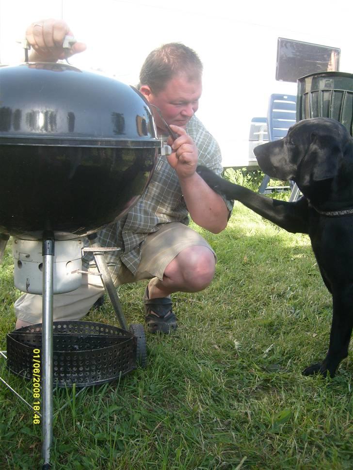 Labrador retriever Bertram R.I.P - Faaaar jeg skal nok passe på det der ligger i gillen ;) billede 16