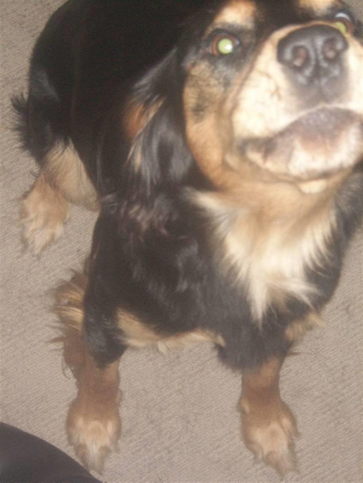 Blanding af racer marley - jeg kan godt se kiksen billede 10