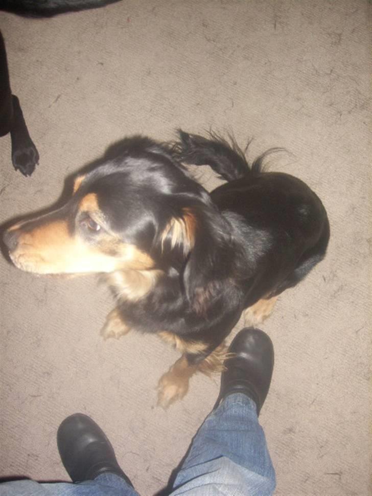 Blanding af racer marley - hmmm... var der ikk en kiks før. billede 11