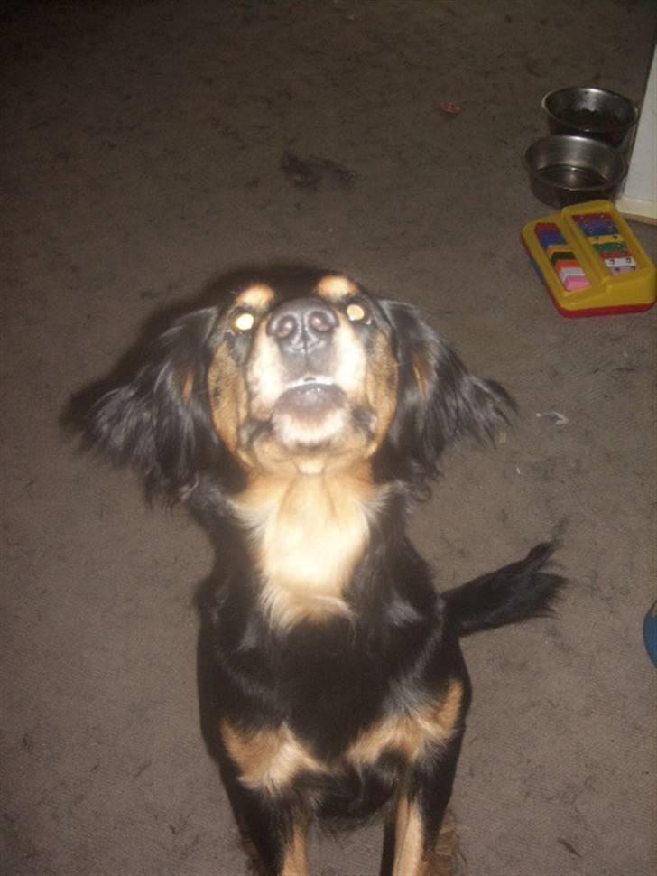 Blanding af racer marley - hov nu er kiksen der igen hehe billede 12