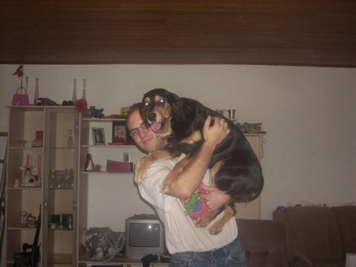 Blanding af racer marley - jaaa jeg er min fars skøde hund billede 14