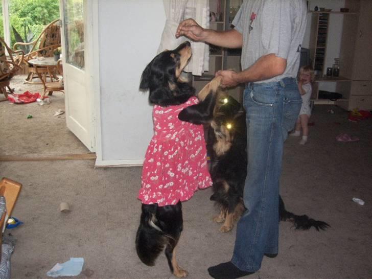 Blanding af racer marley - jaaa hvis alle andre hunde kan få tøj på kan marley også *SSS* billede 15