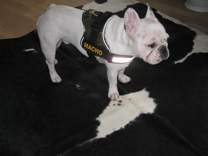 Fransk bulldog Ronni billede 18