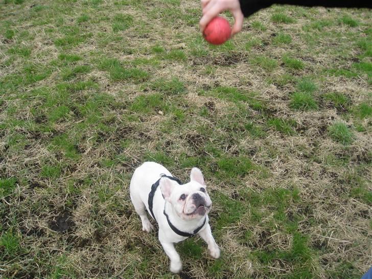 Fransk bulldog Ronni billede 19