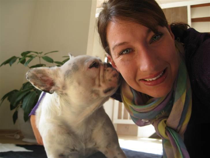 Fransk bulldog Ronni - Ronni giver mor et nys billede 20