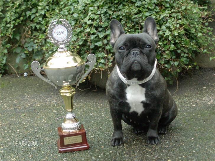 Fransk bulldog Aja - Aja blev nr. 2 ud 23 åben klasse tæver, på 100 års jubilæumet med bulldogklubben d. 8 marts 08 billede 12