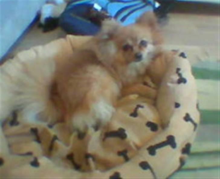 Pomeranian ziggi billede 8