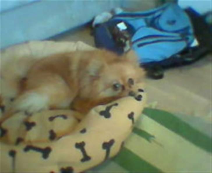 Pomeranian ziggi billede 10