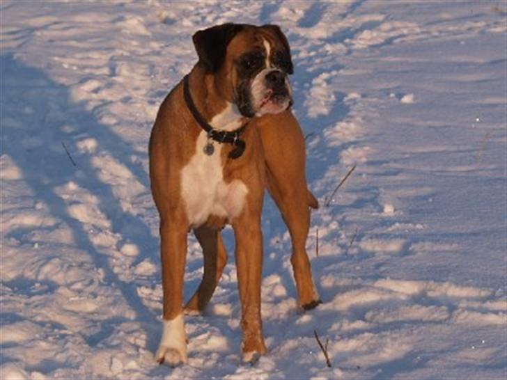 Boxer Emma (død 10.12.2008) - Vinteren 2007 billede 1