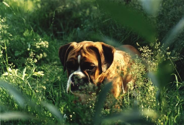 Boxer Emma (død 10.12.2008) - Ung Emma i haven billede 2