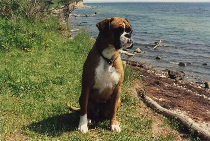 Boxer Emma (død 10.12.2008) billede 3