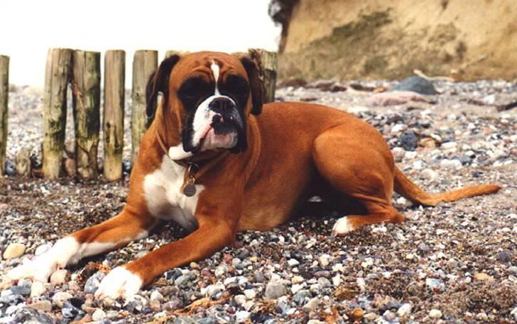Boxer Emma (død 10.12.2008) billede 4