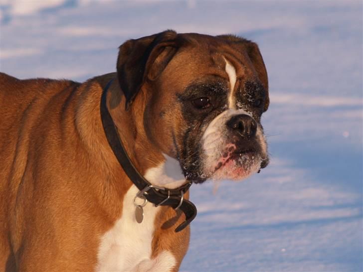 Boxer Emma (død 10.12.2008) billede 5