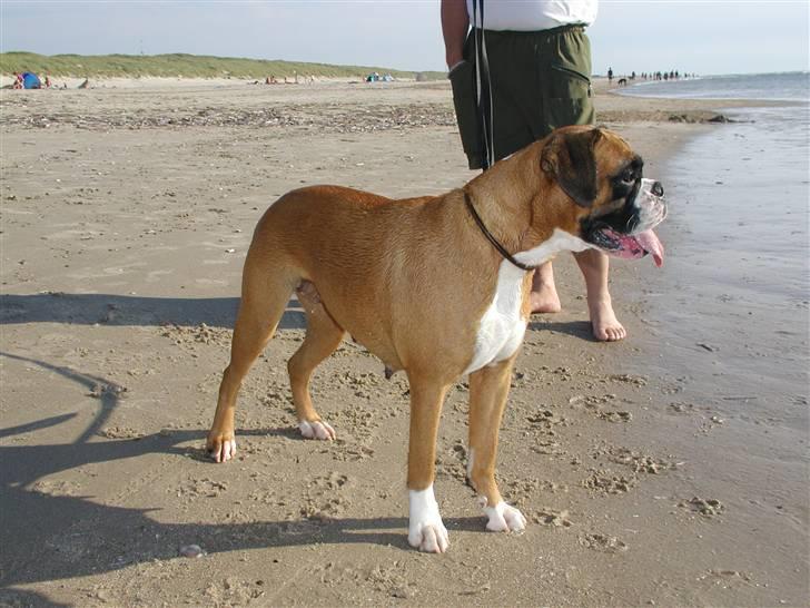 Boxer Emma (død 10.12.2008) - Emma ved Vejers - sommeren 2002 billede 6