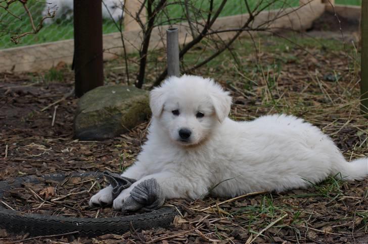 Hvid schæfer Diesel - Hej   Jeg hedder Diesel og er født d. 25 December 2007 billede 1