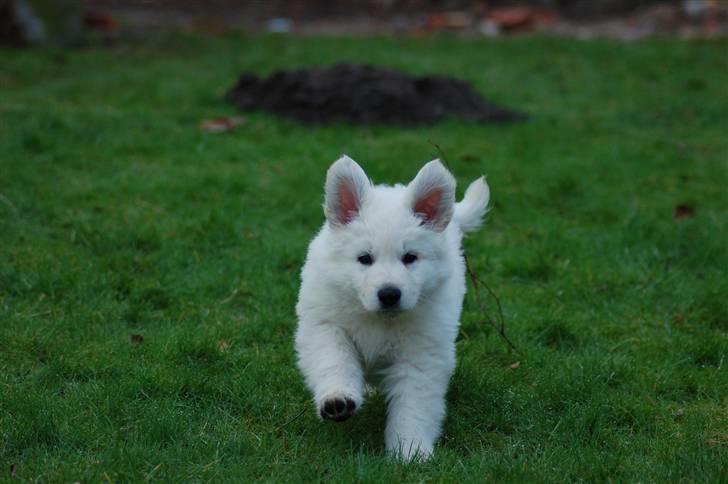 Hvid schæfer Diesel billede 2