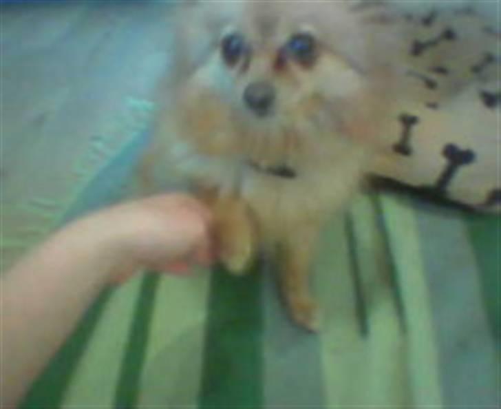 Pomeranian ziggi billede 11