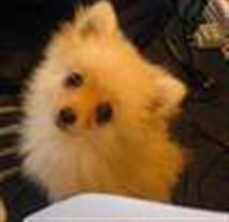 Pomeranian ziggi billede 12