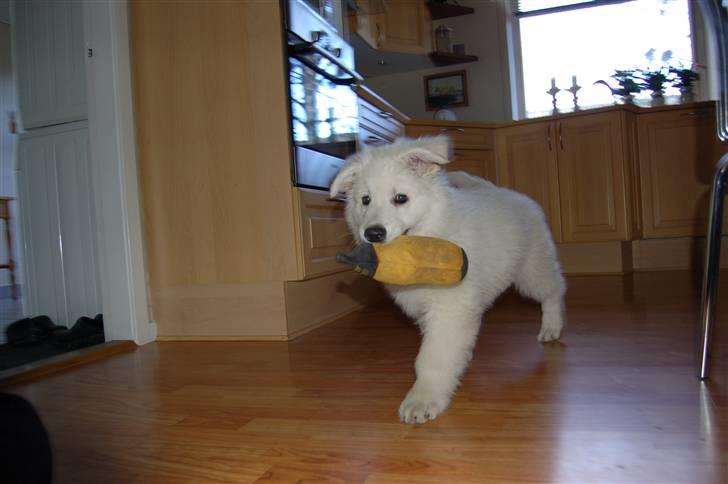 Hvid schæfer Diesel billede 3