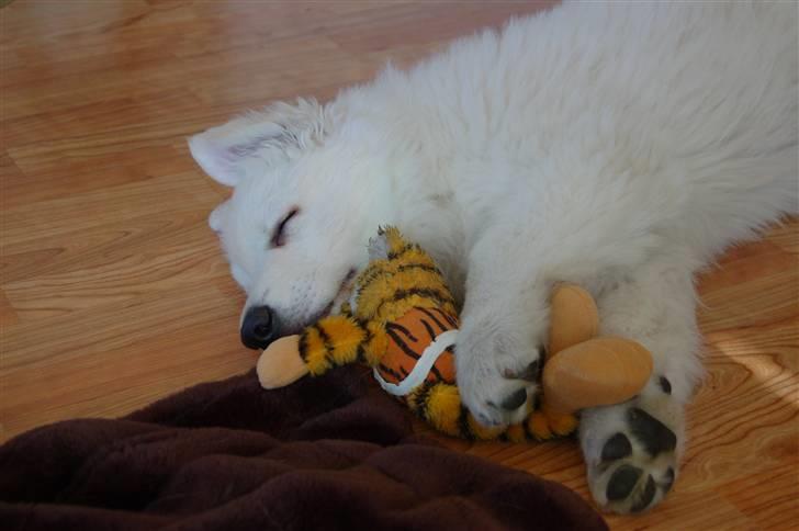 Hvid schæfer Diesel billede 4