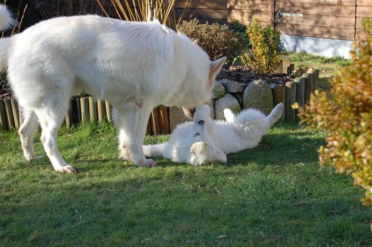 Hvid schæfer Diesel billede 5
