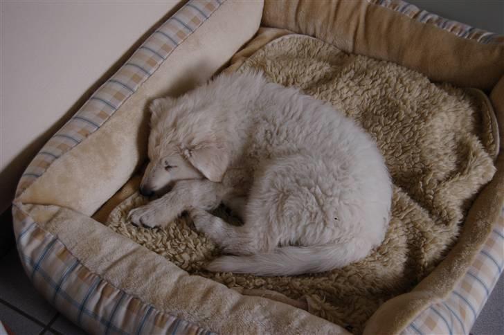 Hvid schæfer Diesel billede 6