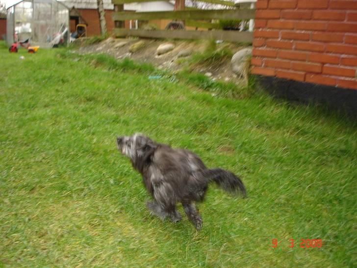 Blanding af racer Soffi - Jaa, så skal der løbes! billede 12