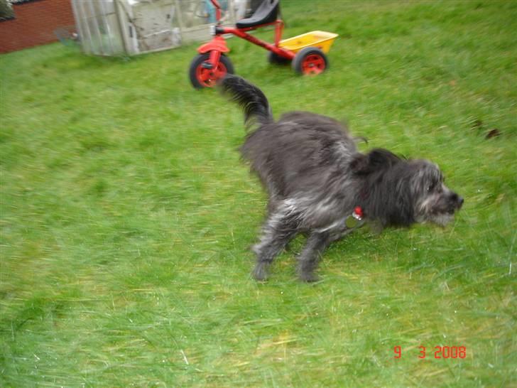 Blanding af racer Soffi - Og tilbage igen! billede 13