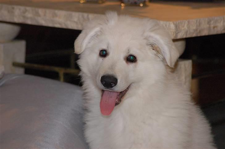 Hvid schæfer Diesel billede 8