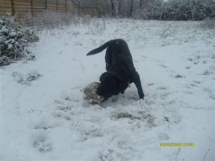 Labrador retriever Bertram R.I.P - Lege i sne billede 20
