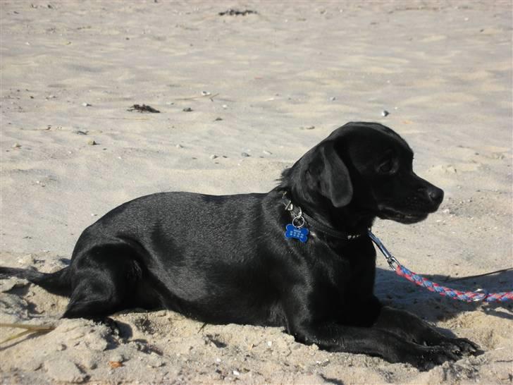 Blanding af racer Sigurd billede 1