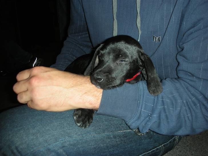 Blanding af racer Sigurd - På vej hjem i bilen første dag. billede 2